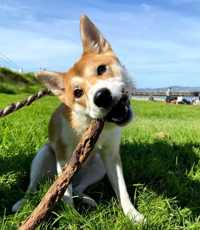 Example: a dog photo